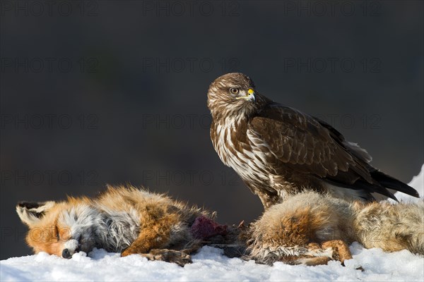 Common Buzzard (Buteo buteo)