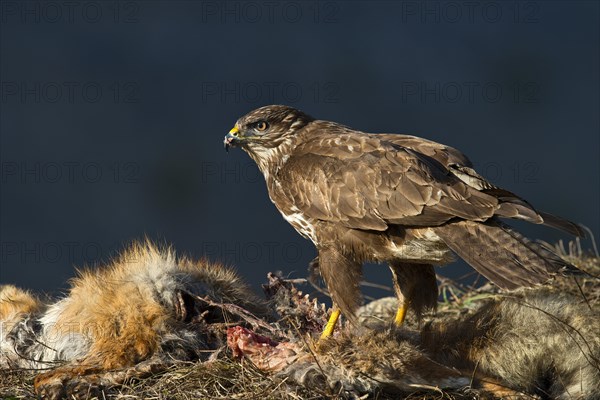 Common Buzzard (Buteo buteo)