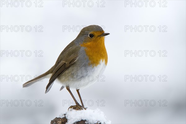 Robin (Erithacus rubecula)