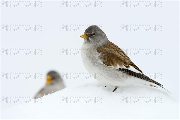 White-winged Snowfinch or Snowfinch (Montifringilla nivalis)