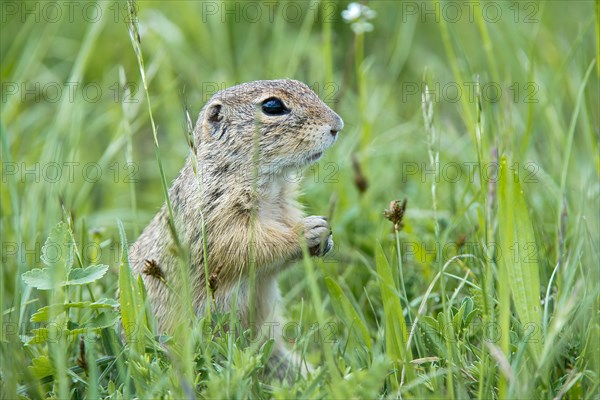 European Ground Squirrel or European Souslik (Citellus citellus)