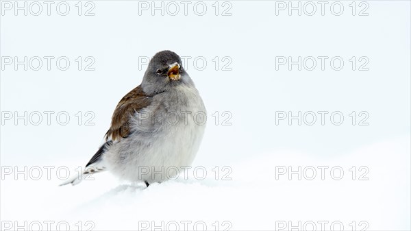 White-winged Snowfinch or Snowfinch (Montifringilla nivalis)