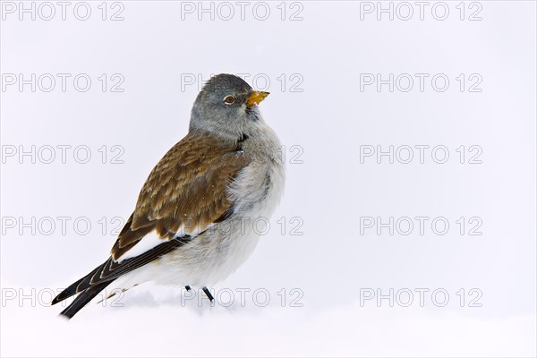 White-winged Snowfinch or Snowfinch (Montifringilla nivalis)