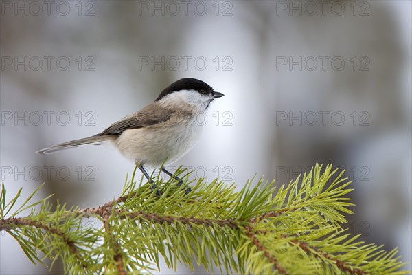 Marsh Tit (Parus palustris)