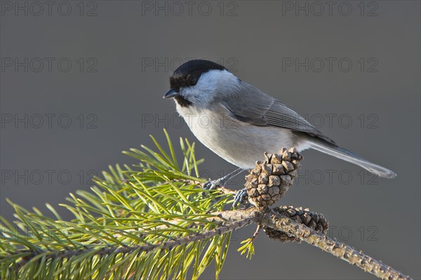 Marsh Tit (Parus palustris)