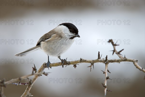 Marsh Tit (Parus palustris)