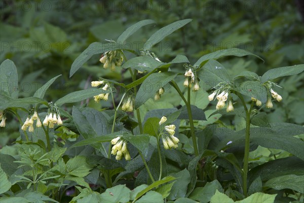 Tuberous Comfrey (Symphytum tuberosum)