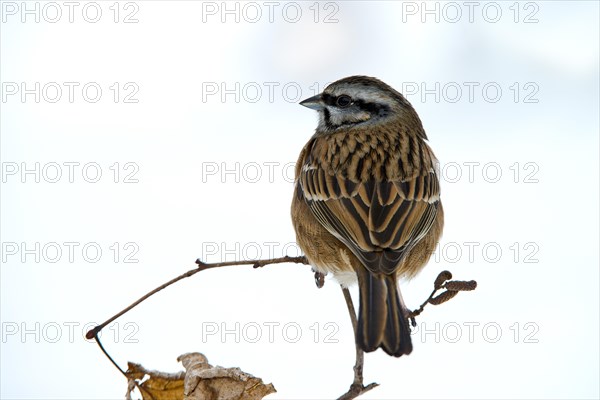 Rock Bunting (Emberiza cia)