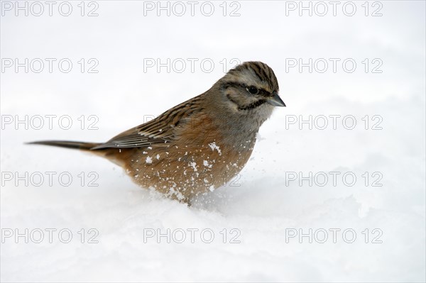 Rock Bunting (Emberiza cia)