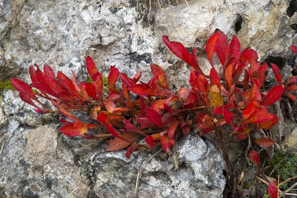 Alpine Bearberry (Arctostaphylos alpina)