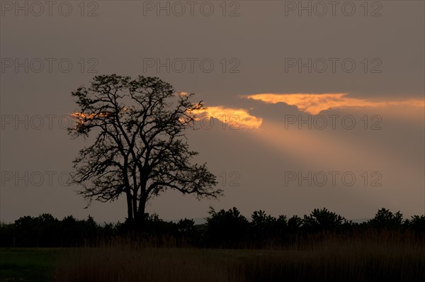 Silhouette of a tree at sunset