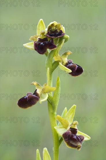 Early Spider Orchid (Ophrys sphegodes)