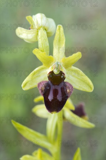 Early Spider Orchid (Ophrys sphegodes)