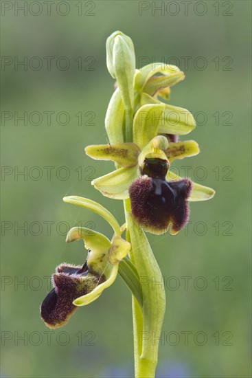 Early Spider Orchid (Ophrys sphegodes)