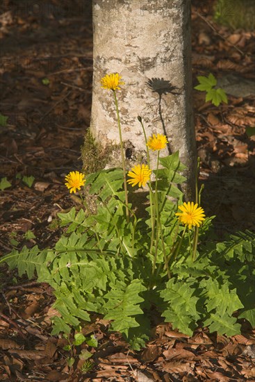 Odorous Pig Salad (Aposeris foetida)