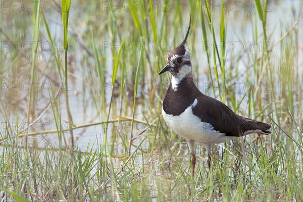 Lapwing (Vanellus vanellus) in wetlands