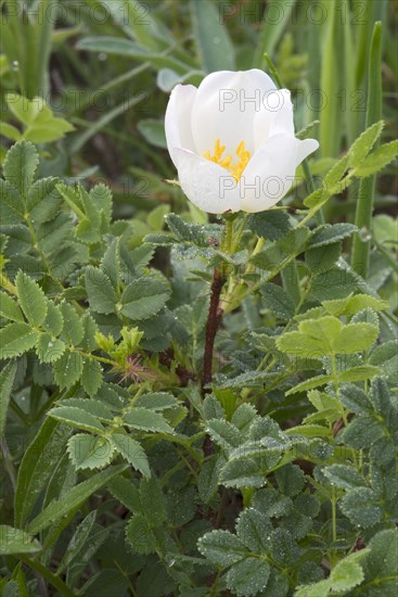 Empire Prickly Rose or Burnet Rose (Ropsa spinosissima)