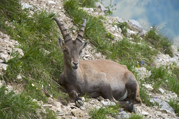 Alpine Ibex or Steinbock (Capra ibex)