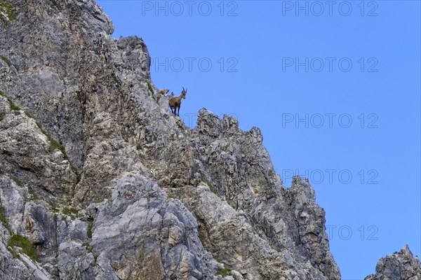 Alpine Ibex or Steinbock (Capra ibex)