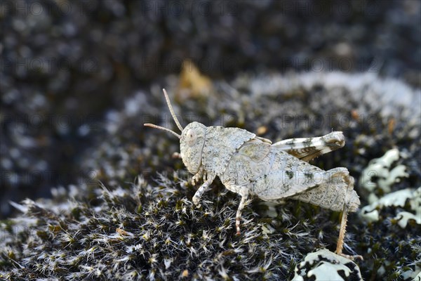 Blue-winged Grasshopper (Oedipoda coerulescens)