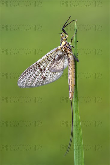 Mayfly (Ephemeroptera)