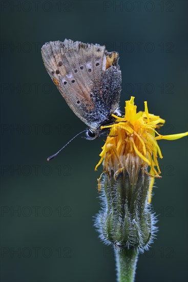 Scarce Copper (Lycaena virgaureae)