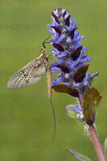 Mayfly (Ephemeroptera)