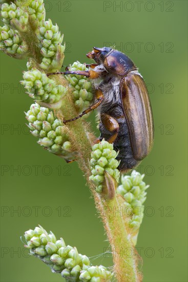 Summer Chafer or European June Beetle (Amphimallon solstitiale)