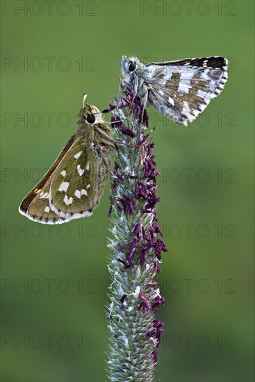 Silver-spotted Skipper (Hesperia comma)