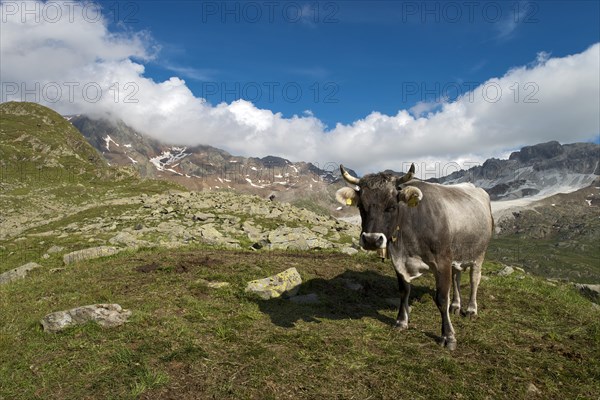 Tyrolean Grey Cattle on the Timmelsalm alpine pasture