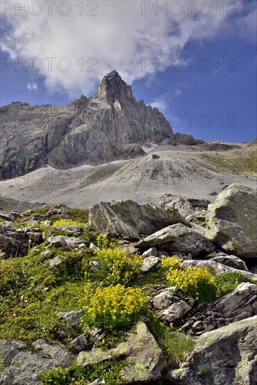 Yellow Mountain Saxifrage (Saxifraga aizoides) in front of Pflerscher Tribulaun