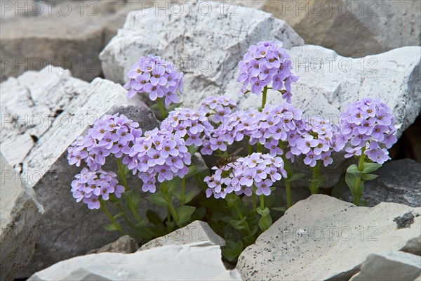 Round-leaved Penny-cress (Thlaspi rotundifolium)