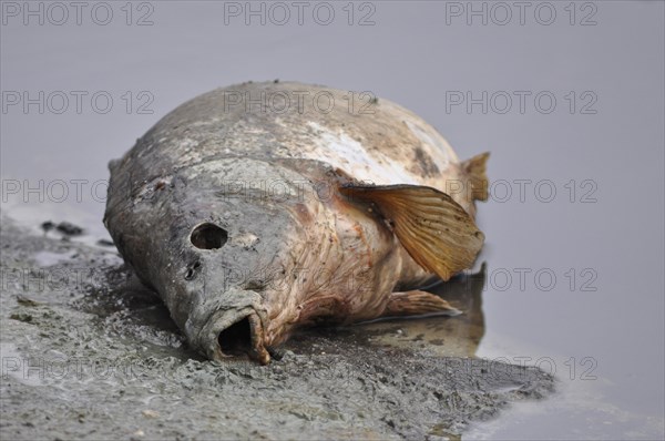 Dead Carp (Cyprinus carpio)