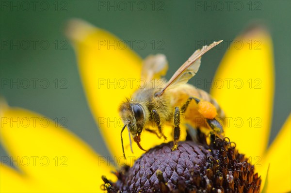 Western Honey Bee or European Honey Bee (Apis mellifera)