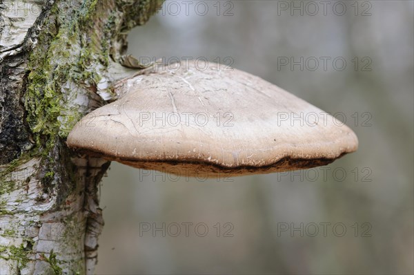 Birch Polypore