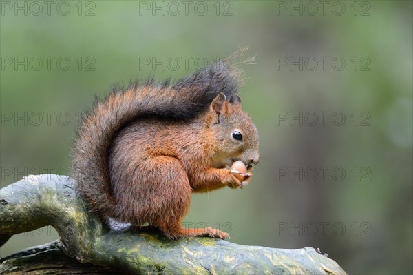 Eurasian Red Squirrel (Sciurus vulgaris) eating a hazelnut