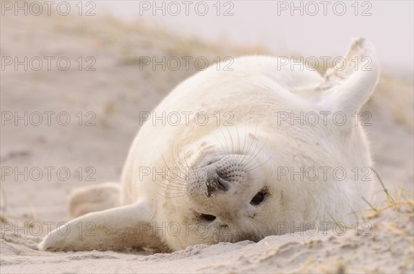 Young Grey Seal (Halichoerus grypus)