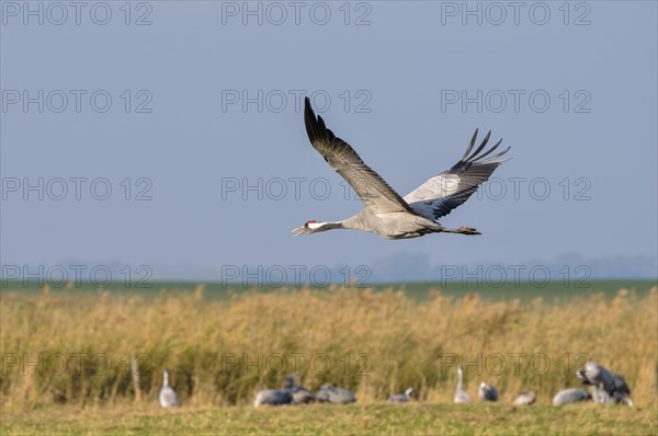 Common Crane (Grus grus) in flight over a meadow shouting