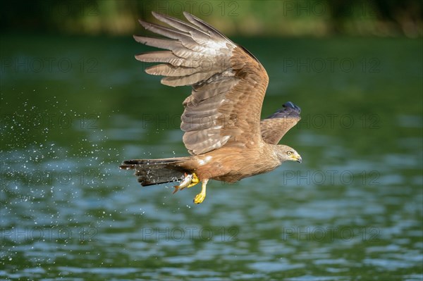 Black Kite (Milvus migrans) in flight with a caught fish