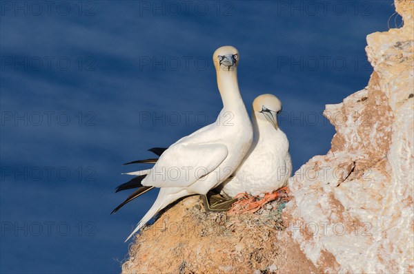 A pair of Northern Gannets (Morus bassanus) perched on a rock