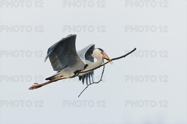Grey Heron (Ardea cinerea) in flight with nesting material