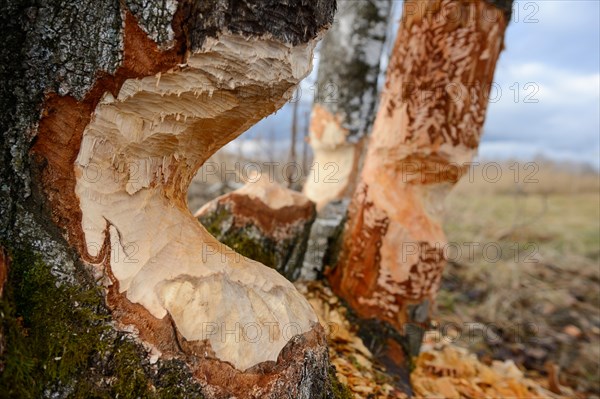 Birch trees gnawed by a beaver