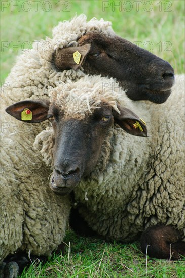 Two German Blackheaded Mutton resting their heads on each other