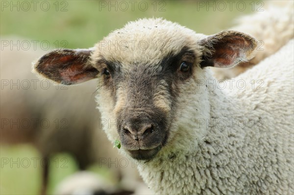 German Blackheaded Mutton sheep