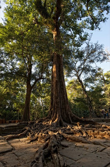 Trees overgrowing the temple complex of Ta Prohm