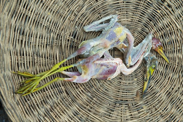 Slaughtered birds at a market