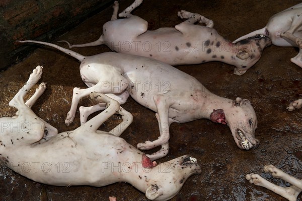 Slaughtered and hairless dogs