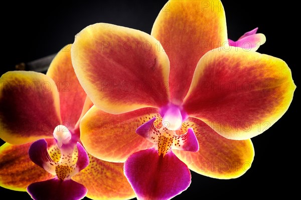 Orchid flowers