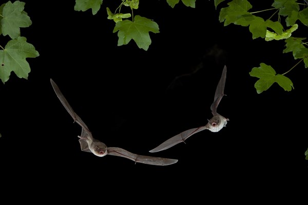 Long-fingered Bat (Myotis capaccinii) and Bent-wing Bat