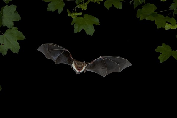 Greater mouse-eared Bat (Myotis myotis) in flight